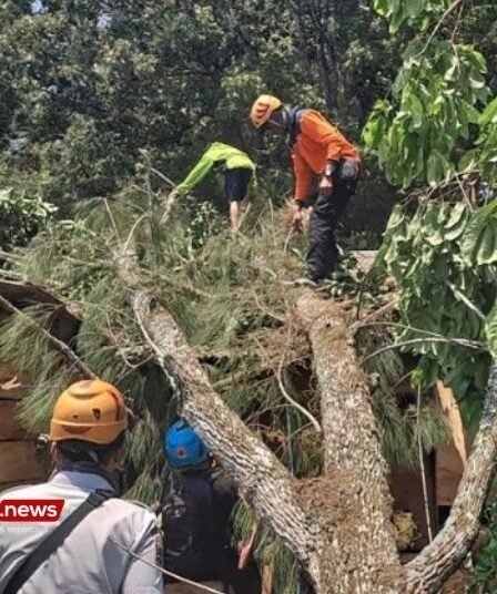 Diterjang Angin Kencang Pohon Tumbang hingga Timpa Rumah di Kota Batu