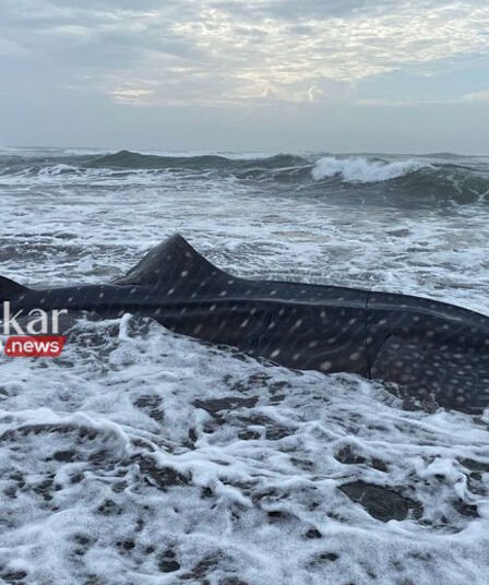 Tersapu Gelombang, Hiu Tutul Terdampar Mati di Pantai Welahan Wetan Cilacap 5 Tersapu Gelombang