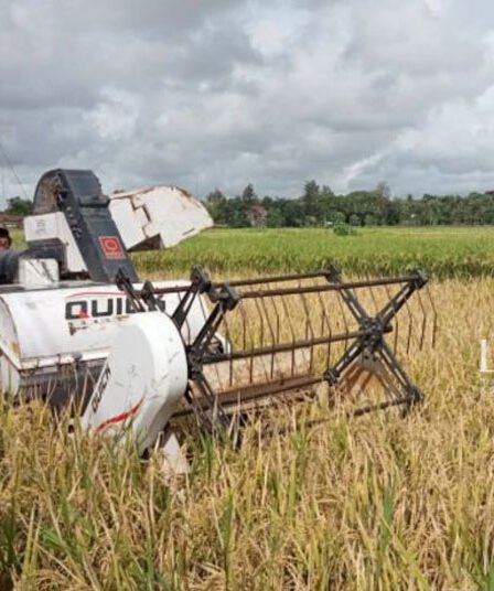 Bantul Targetkan Luas Panen Padi Meningkat Tahun Ini