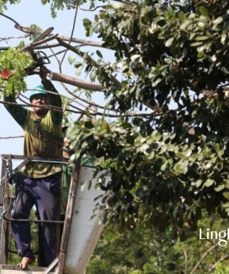 Cegah Pohon Tumbang di Surabaya 5 Wilayah Jadi Sasaran Perantingan