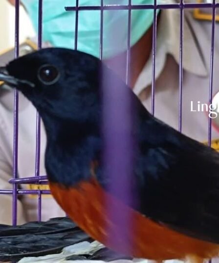 Diselundupkan Lewat Bus 16 Burung Kicau dari Bali Digagalkan di Pelabuhan Ketapang