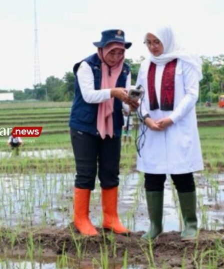 Kesuburan Tanah Turun Petani di Banyuwangi Diminta Beralih Pupuk Organik