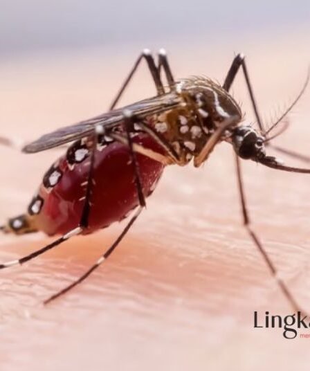Akumuluasi Kasus DBD di Situbondo Terus Meningkat hingga 309 Pasien 3 Akumuluasi Kasus DBD di Situbondo Terus Meningkat hingga 309 Pasien