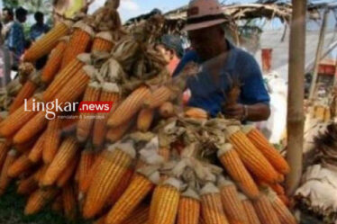 Seorang pedagang bibit jagung menata jagung dagangannya di pasar tradisional