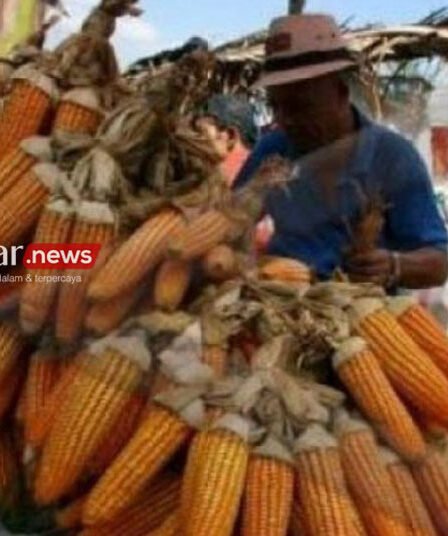 Seorang pedagang bibit jagung menata jagung dagangannya di pasar tradisional