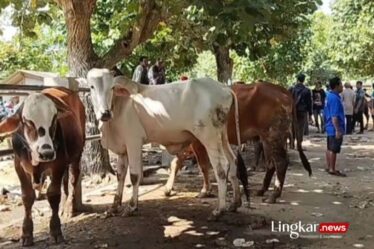 Harga Hewan Kurban di Pacitan Jelang Idul Adha Terus Naik Segini Kisaran Harganya