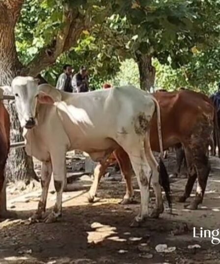 Harga Hewan Kurban di Pacitan Jelang Idul Adha Terus Naik, Segini Kisaran Harganya 7 Harga Hewan Kurban di Pacitan Jelang Idul Adha Terus Naik Segini Kisaran Harganya