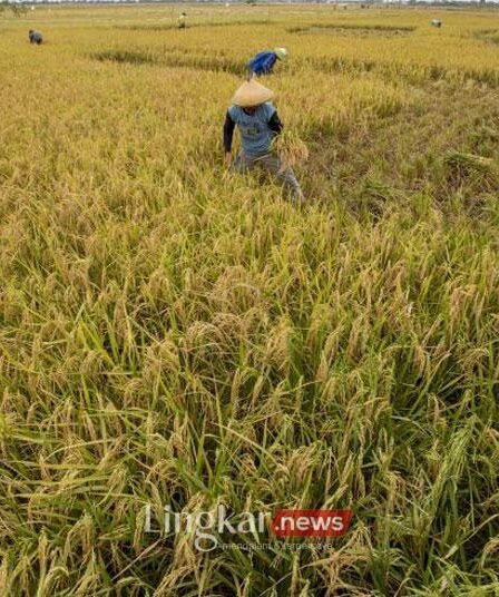 Petani memanen padi di areal sawah