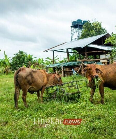 Indonesia Berencana Kembangkan 100 Ribu Sapi Brasil