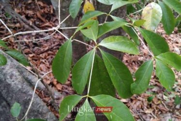 Nyaris Punah Flora Dehaasia Pugerensis Ditemukan di TN Meru Betiri Jember