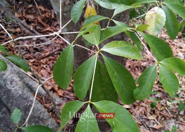 Nyaris Punah Flora Dehaasia Pugerensis Ditemukan di TN Meru Betiri Jember