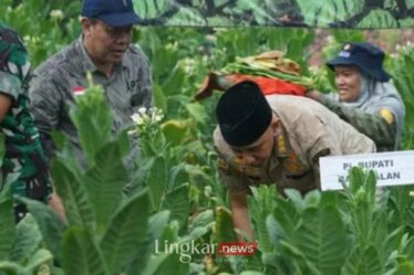 Panen raya tembakau di lahan uji coba seluas 2 hektare di Kabupaten Bangkalan