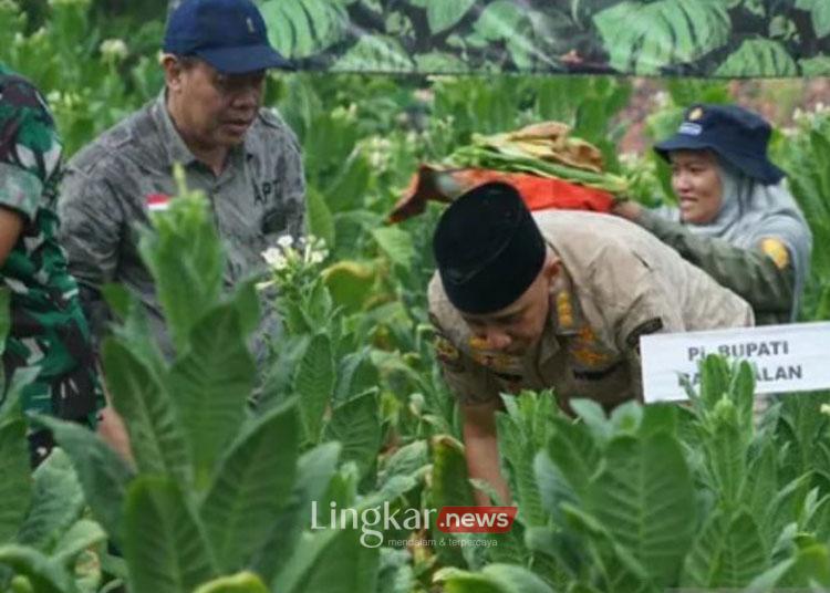 Panen raya tembakau di lahan uji coba seluas 2 hektare di Kabupaten Bangkalan