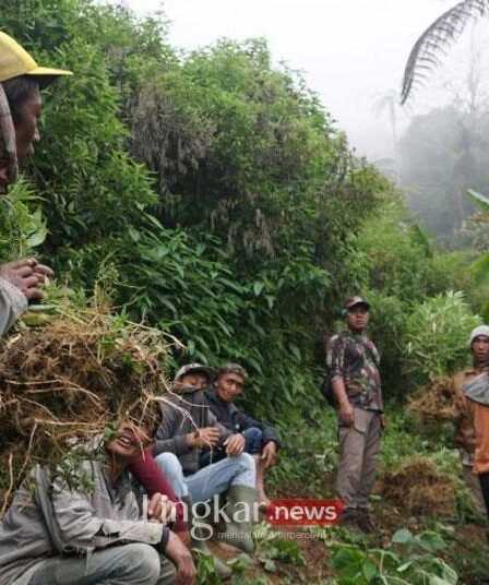 Ditemukan Lagi! Ada Empat Titik Ladang Ganja di Lereng Gunung Semeru 4 tanaman ganja di lereng Gunung Semeru