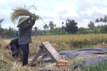 Pemutihan Utang Petani UMKM Wamenkop Usul Pembiayaan Lewat Koperasi