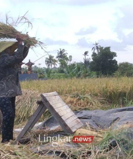 Pemutihan Utang Petani UMKM Wamenkop Usul Pembiayaan Lewat Koperasi