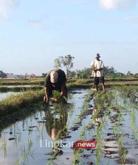 Proyek Food Estate Prabowo Bentuk Kemenko dan Utusan Khusus Bidang Pangan