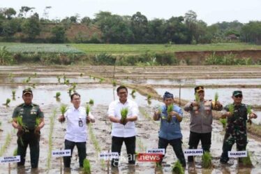 penanaman padi di salah satu ladang persawahan