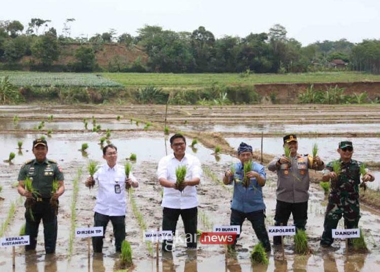 penanaman padi di salah satu ladang persawahan