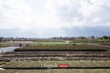 Program Petani Milenial Kementan Beri Jaminan Penghasilan Lebih dari Rp10 Juta