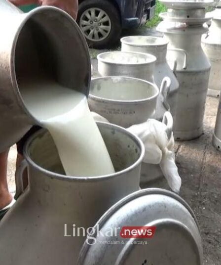 Indonesia Punya 7 Tantangan untuk Perkuat Produksi Susu Sapi Lokal 7 Indonesia Punya 7 Tantangan untuk Perkuat Produksi Susu Sapi Lokal