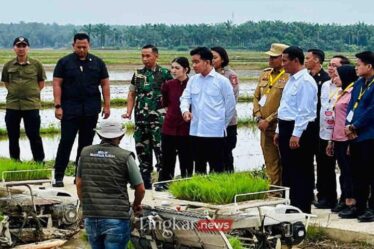 penanaman padi di Kabupaten Langkat Sumatera Utara