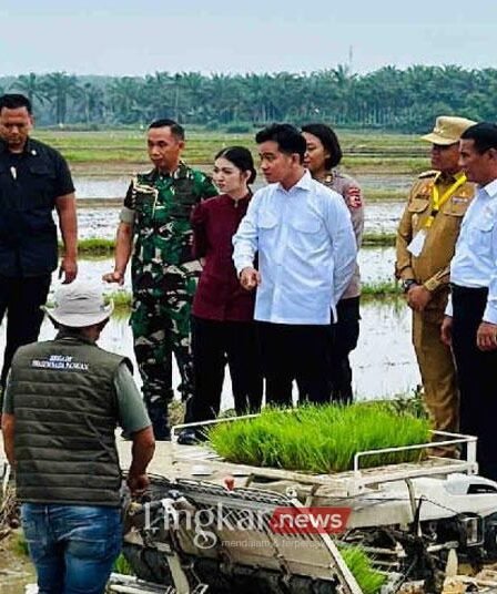 penanaman padi di Kabupaten Langkat Sumatera Utara