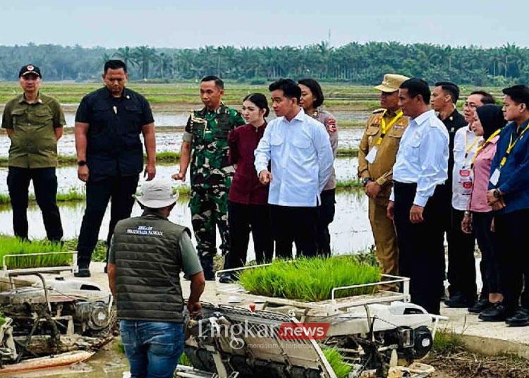 penanaman padi di Kabupaten Langkat Sumatera Utara