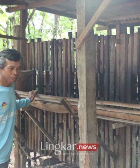 Peternak memeriksa kondisi kambing peiharaan di kandang miliknya