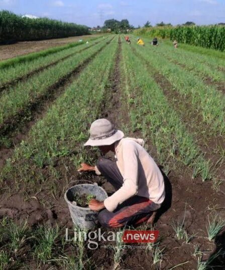Rp300 Triliun Dianggarkan untuk KUR Pertanian, untuk Apa Saja? 5 Rp300 Triliun Dianggarkan untuk KUR Pertanian untuk Apa Saja