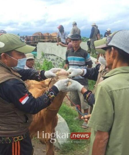 Sapi Terjangkit PMK di Lumajang Merebak Ada 900 Kasus Lebih