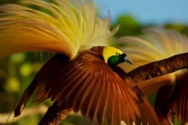 DPR Papua akan Inisiasi Perda Perlindungan Cenderawasih