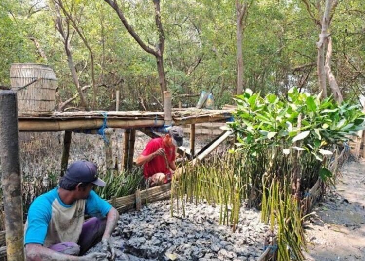 Terminal Petikemas Surabaya Kembangkan 10 Ribu Bibit Mangrove untuk Pesisir 1 unnamed file 133 750x536 1