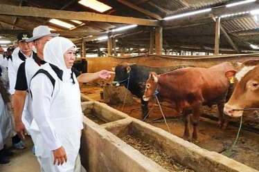 gubernur jatim khofifah indar parawansa tinjau peternakan