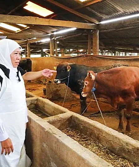 gubernur jatim khofifah indar parawansa tinjau peternakan