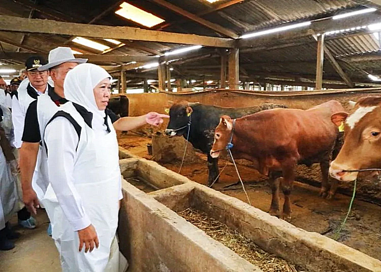 gubernur jatim khofifah indar parawansa tinjau peternakan