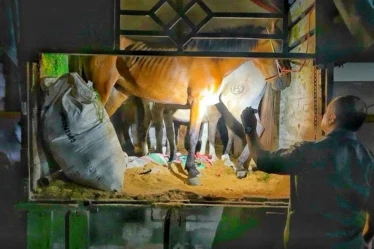 petugas karantina ketapang banyuwangi amankan truk pengangkut kuda pacu