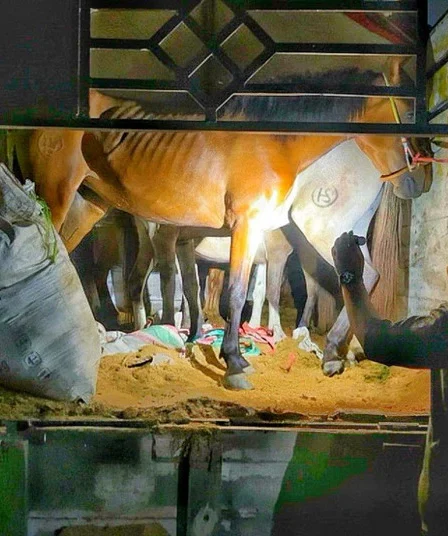 petugas karantina ketapang banyuwangi amankan truk pengangkut kuda pacu