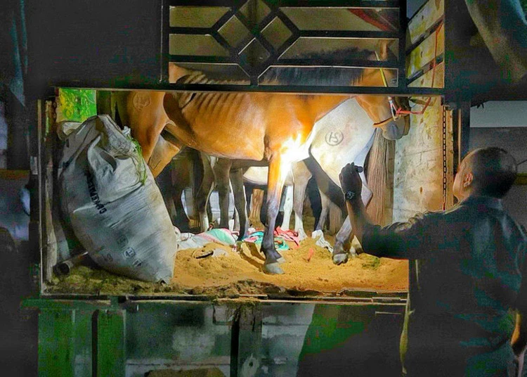 petugas karantina ketapang banyuwangi amankan truk pengangkut kuda pacu