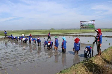 penanaman padi serentak jatim di ngawi