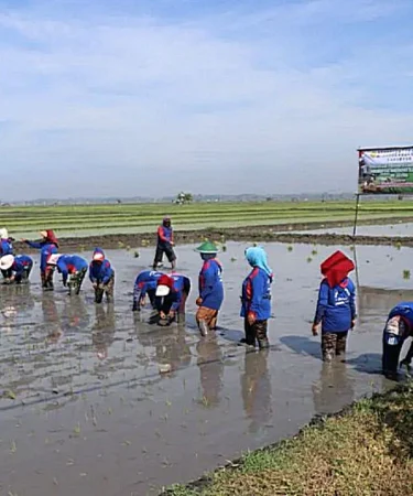 penanaman padi serentak jatim di ngawi
