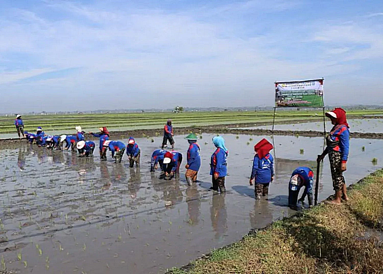 penanaman padi serentak jatim di ngawi