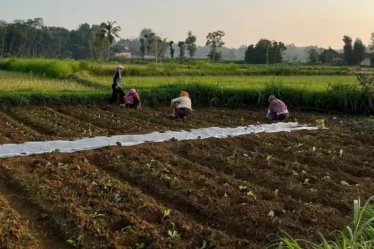 petani pamekasan tanam tembakau