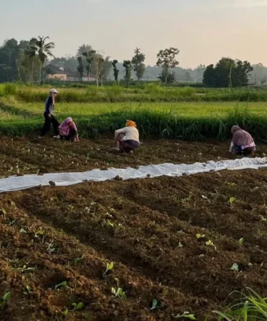 petani pamekasan tanam tembakau