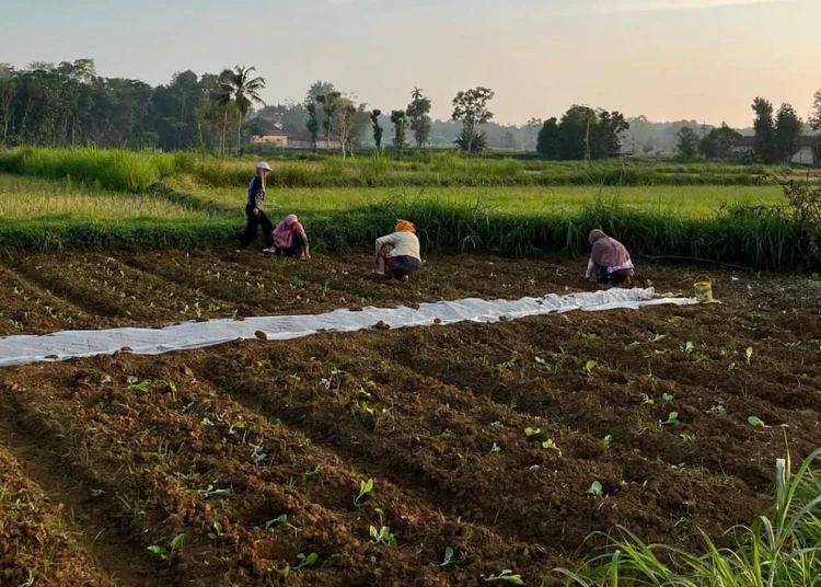 petani pamekasan tanam tembakau