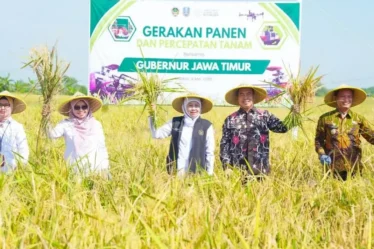 gubernur jatim khofifah panen padi madiun 750x536 1