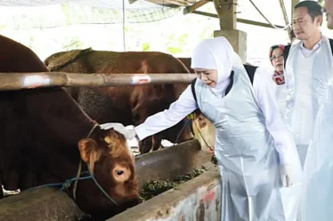 gubernur jawa timur khofifah indar parawansa meninjau koperasi ternak gunungrejo makmur lamongan