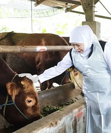 gubernur jawa timur khofifah indar parawansa meninjau koperasi ternak gunungrejo makmur lamongan