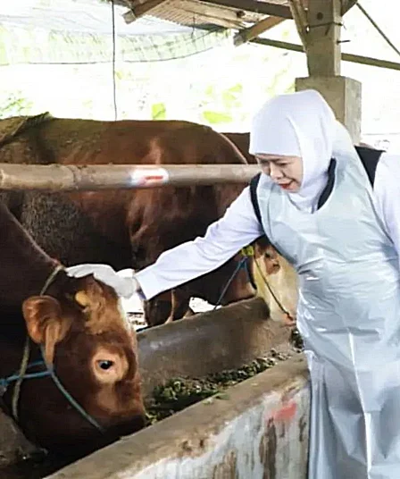 Harga Sapi Naik hingga Rp10 Juta, Ekonomi Peternak Jatim Terdongkrak saat Iduladha 6 gubernur jawa timur khofifah indar parawansa meninjau koperasi ternak gunungrejo makmur lamongan