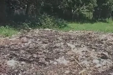 tumpukan sampah patemon jember akhirnya dibersihkan
